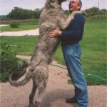 Ιρλανδεζικο Γουλφχαουντ – Irish Wolfhound