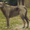 Irish Wolfhound Sam