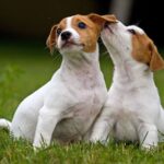 Τζακ Ρασελ – Jack Russell Terrier