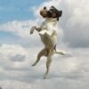Jack Russell Catching Ball