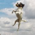 Τζακ Ρασελ – Jack Russell Terrier