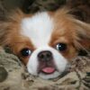 Japanese Chin Red