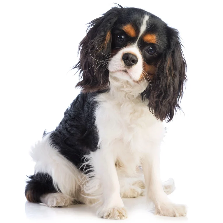 King-Charles-Spaniel