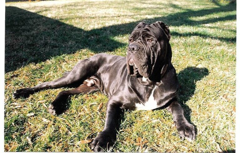 Neapolitan_Mastiff