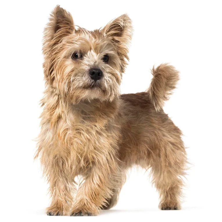 Norwich-Terrier