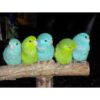 Parrotlet