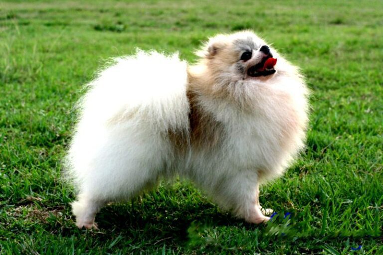 Pomeranian_0