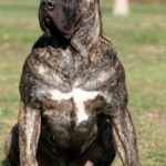 Πρεσα Καναριο – Perro De Presa Canario