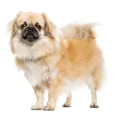 Tibetan-Spaniel