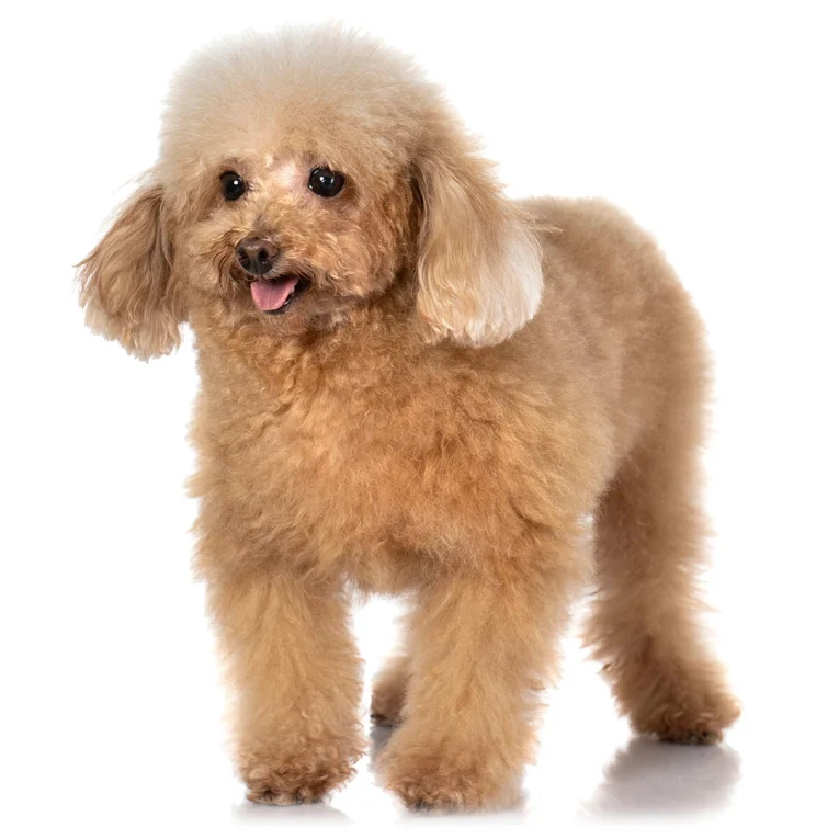 Toy-Poodle