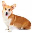 Welsh-Corgi-Pembroke