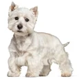 West-Highland-White-Terrier