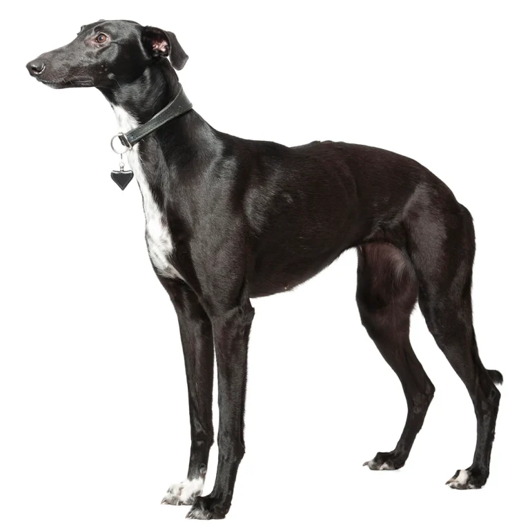 Whippet