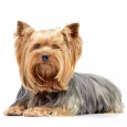 Yorkshire-Terrier