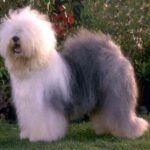 Παλιός Αγγλικός Ποιμενικός / Μπομπτεϊλ – Old English Sheepdog