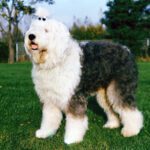 Παλιός Αγγλικός Ποιμενικός / Μπομπτεϊλ – Old English Sheepdog