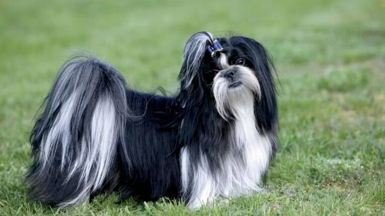 bp-lot-2-shi-tzu-couleur-outdoor