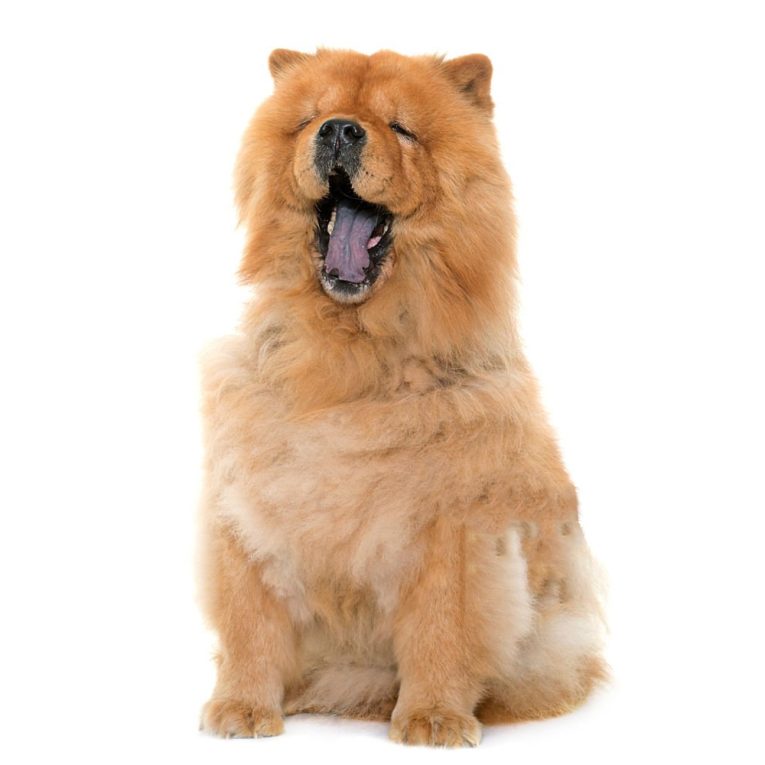 chow chow