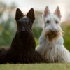 Depositphotos 130566704 Stock Photo Scottish Terrier Dogs