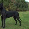 Great Dane1