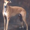 Greyhound H05