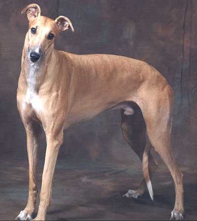 Greyhound H05