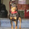 Miniature Pinscher