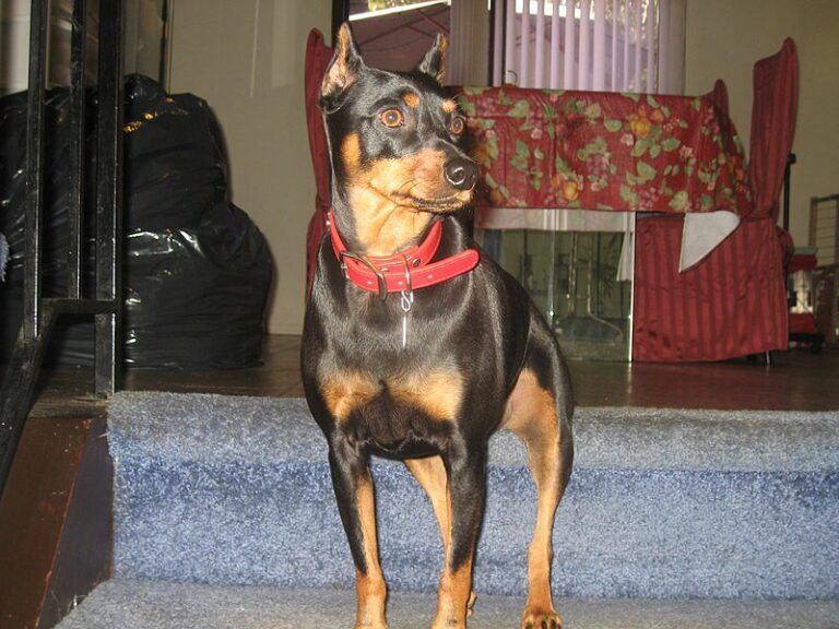 miniature pinscher