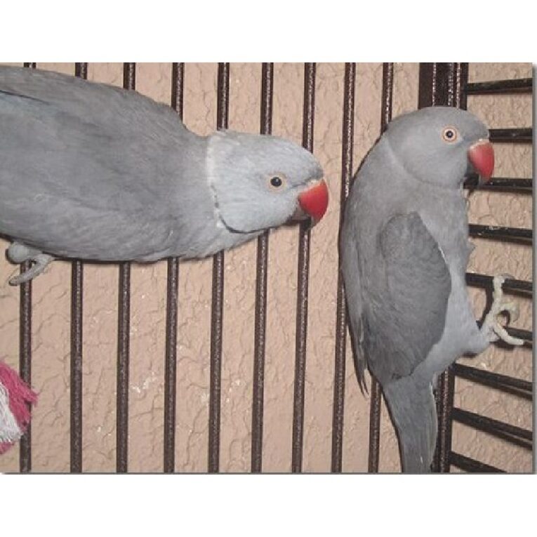 ringneck parakeet grey