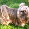 Shih Tzu 0