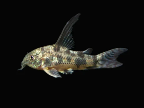 Corydoras Pepper Μακρύφτερα
