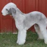 Μπέντλινγκτον Τερριέ – Bedlington Terrier
