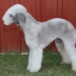 Bedlington Terrier