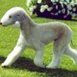 Μπέντλινγκτον Τερριέ – Bedlington Terrier
