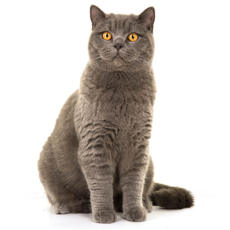 British-Shorthair