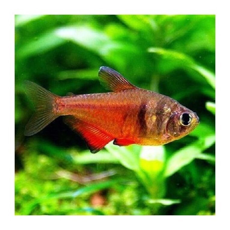 Flame tetra