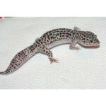 Leopard Gecko (1)