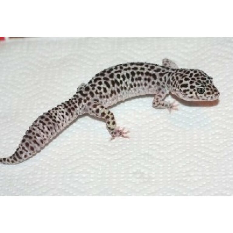 Leopard gecko (1)