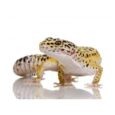 Leopard Gecko (2)