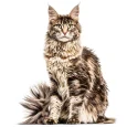 Maine Coon