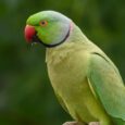 Male_Rose-Ringed_Parakeet