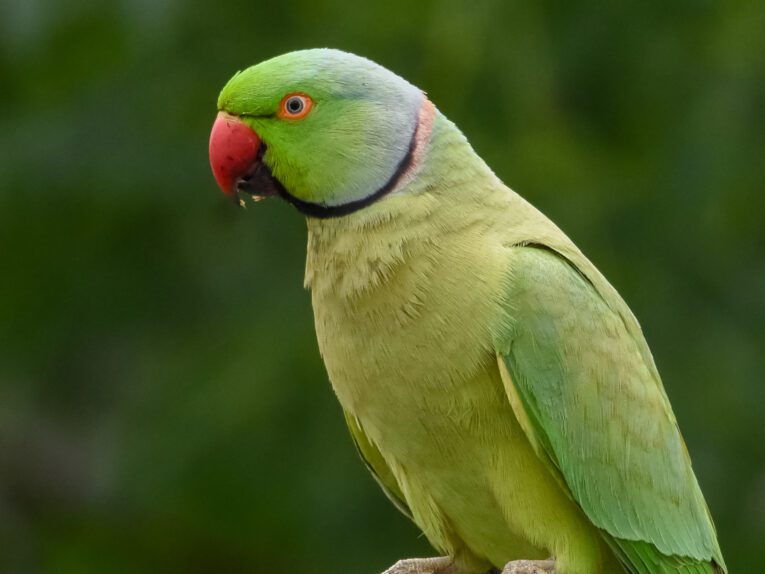 Male_Rose-ringed_parakeet