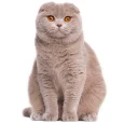 Scottish-Fold