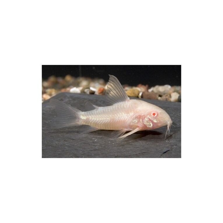 corydoras-albino-largecorydoras-aeneus-3cm