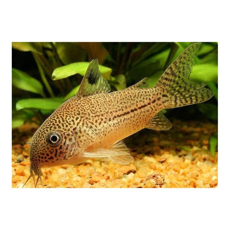 corydoras-julii-25-3cm