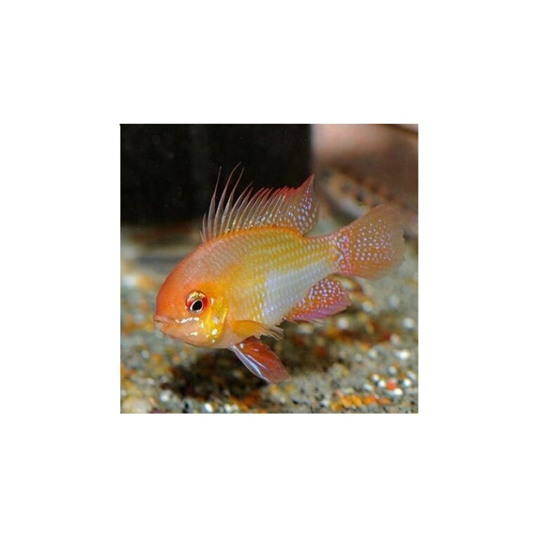 german-gold-ramirezi-mikrogeophagus-ramirezi-35-4-cm