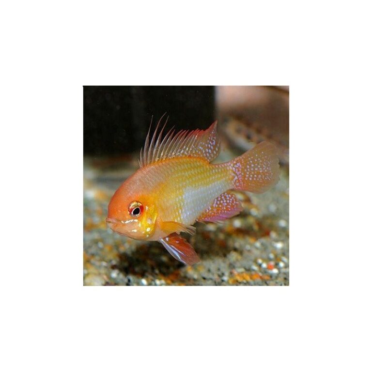german-gold-ramirezi-mikrogeophagus-ramirezi-35-4-cm