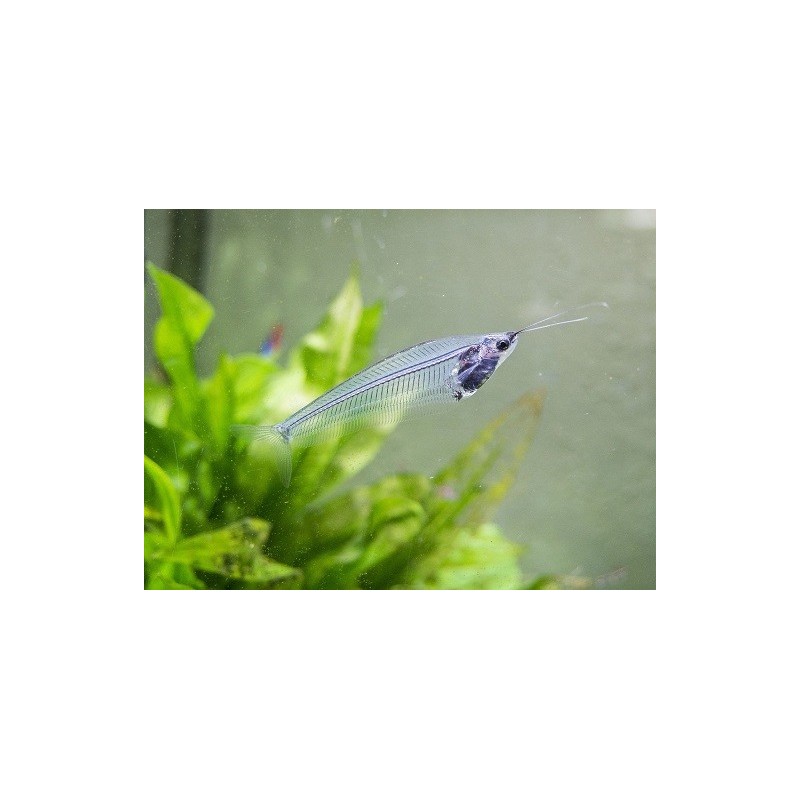 Glass Catfish Kryptopterus Bicirrhis