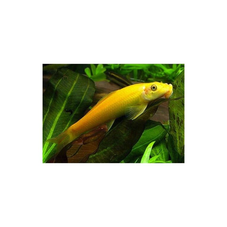 golden-algae-eater-4-5cm