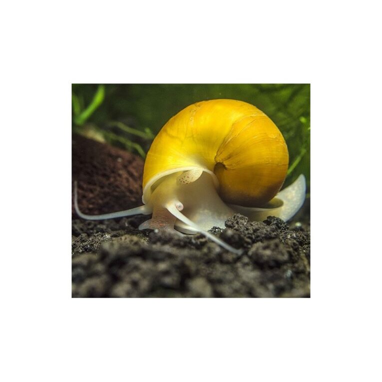 golden-apple-snails-small-medium